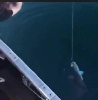 Fishing gun: it’s just a gun for fishing