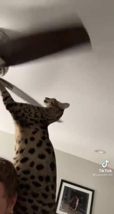 Dragoons and Boss Mechanics