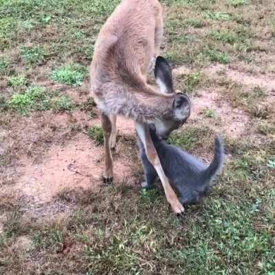 Bambi gives kitty a bath