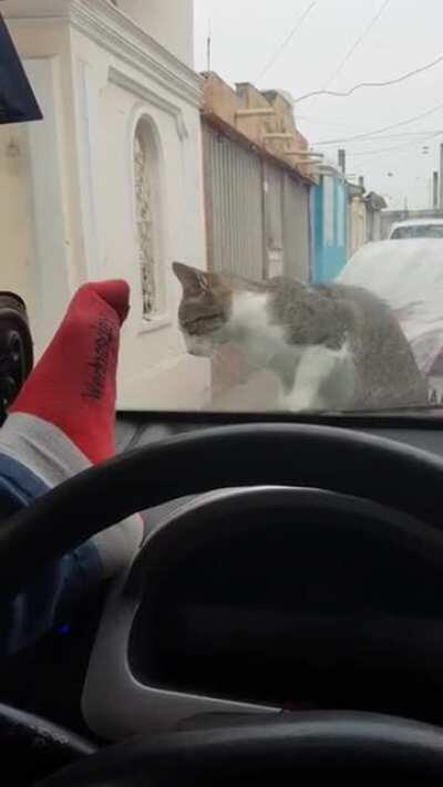 DBS scaring the cat like that!