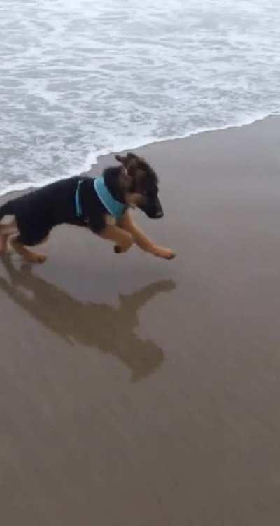 A pretty terrifying surf attack. First time at the beach!