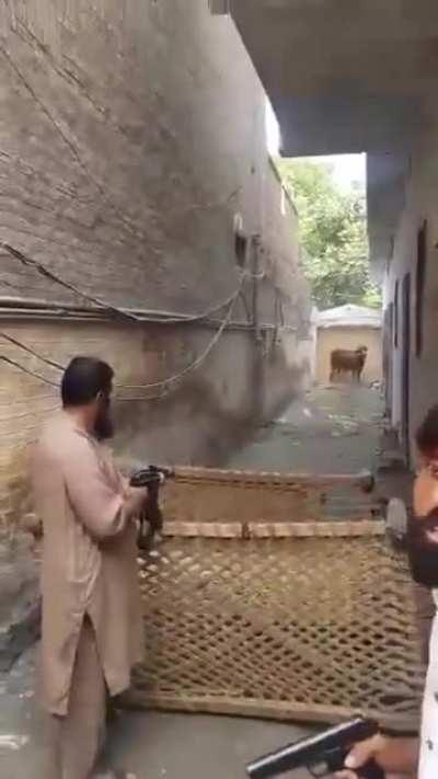 Jihadi pissfools shooting poor Cow with AK47 in Pakistan