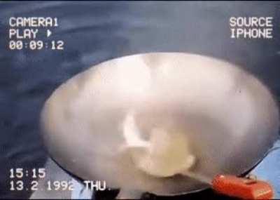 Fish just done with life I guess