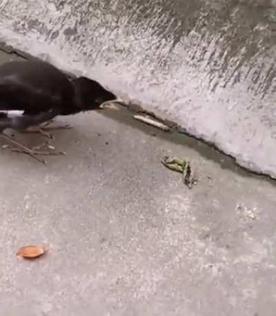Young birds think the food will jump on their mouths since their mother feed them like this....
