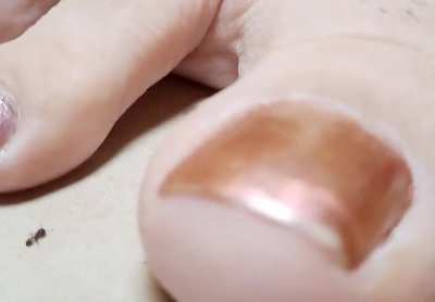 Smooshing worthless ants with my toes 🤷🏻‍♀️