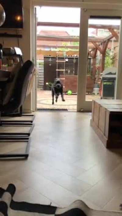 My dog doesn’t know when to brake