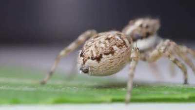 Deleted the original post and trying to reload it properly (it didn't show the video properly) - Back by popular demand, this very cute female jumper (Menemerus semilimbatus) exploring, enjoy!