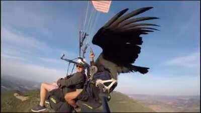 Vulture hitching ride on paraglider’s selfie stick above Algodonales, in Andalucia