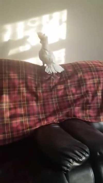 I didn't know that birds were this attached to their humans