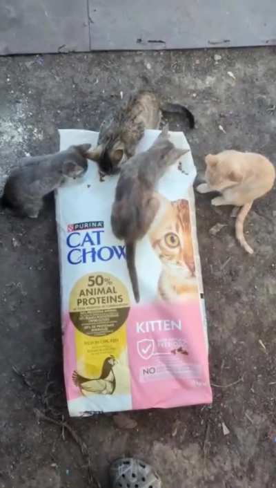 War Kitten Pipeline Update: Kitten Chow Delivered! Thank you, r/catsofukraine community, now let’s get them out of the war zone and into families! $208 out of $900 raised already!