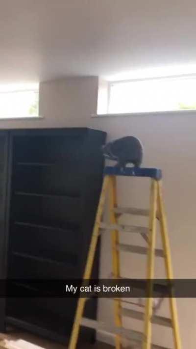 Spinning cat on a ladder