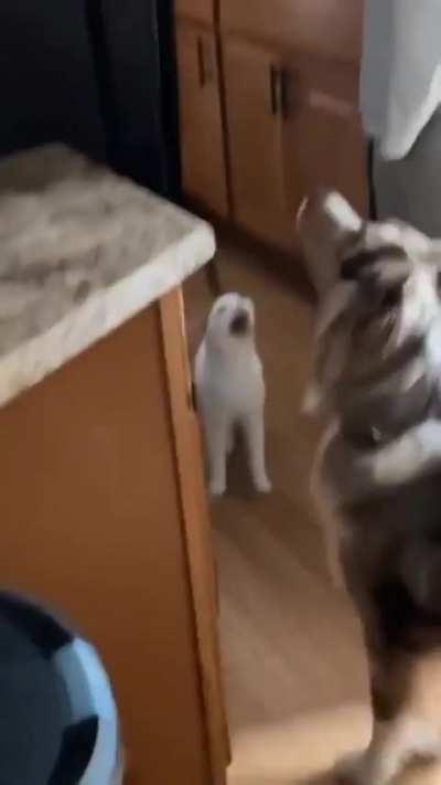 Meeeooooooooooowwwwww