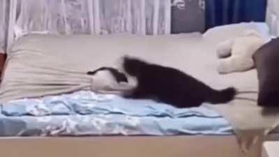 Mother Cat scolds kitten for messing up the bed and fixes it herself