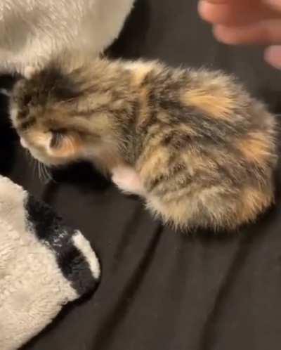 Me after any minor inconvenience (I've been watching this on loop help)