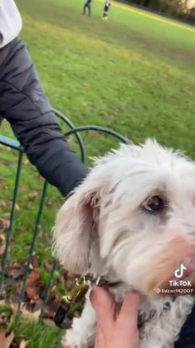 Dog owner helping a young man who has a phobia of dogs!