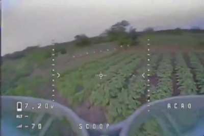 Dog downs drone, in Ukraine. 