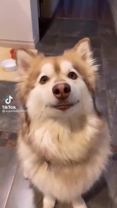 Why i feel this husky like a human being?lol lol