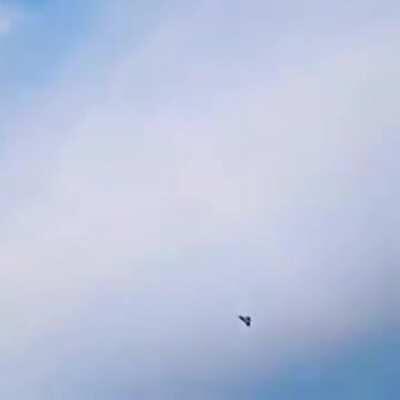 Peregrine Falcon strikes a pigeon