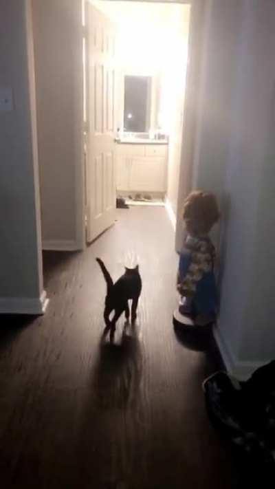 Cat does a handstand then walks it off like it was nothing