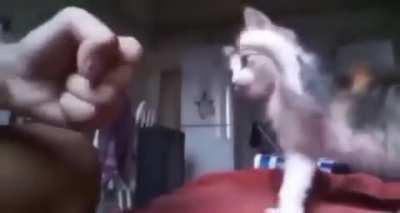 😎✋🏻🤜🏻🤛🏻😺