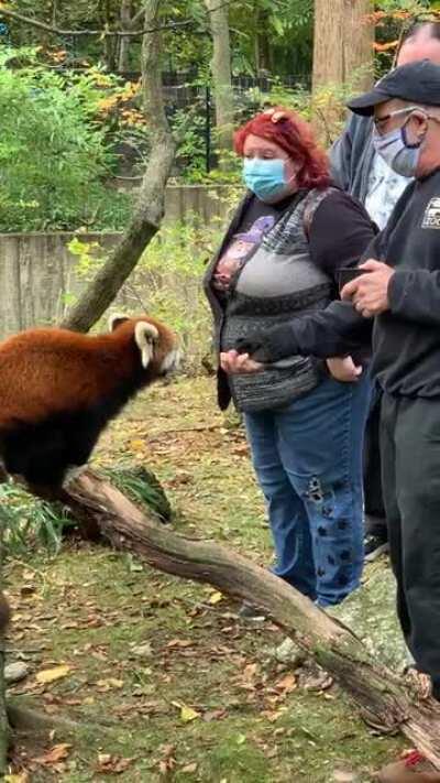 Snack time at the Cincinnati Zoo.
