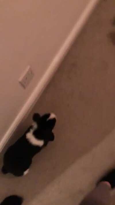 I will never get my head around how accurately these bunnies know what time their food is coming