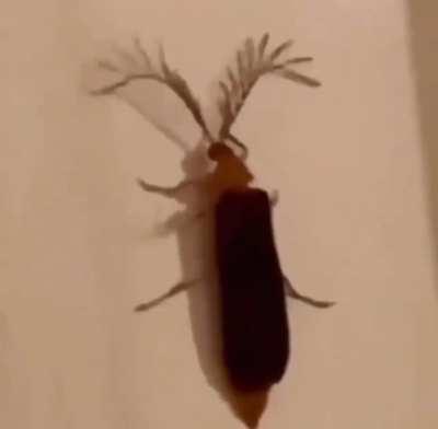 Eyelash bug!