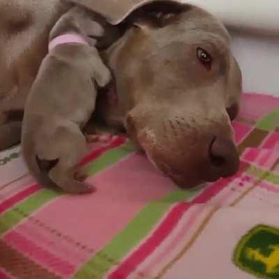 Using mamma's ear as a blanket