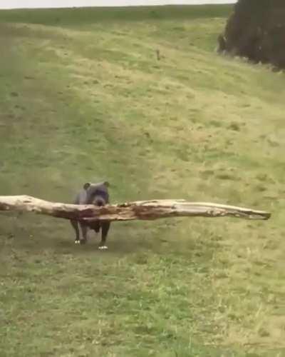 Hippo gets a big stick