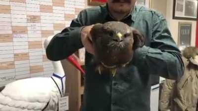 🔥 The head stability of this hawk 🔥