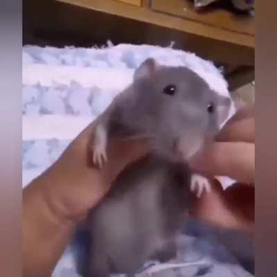 Fan de juju cuando juju sube video