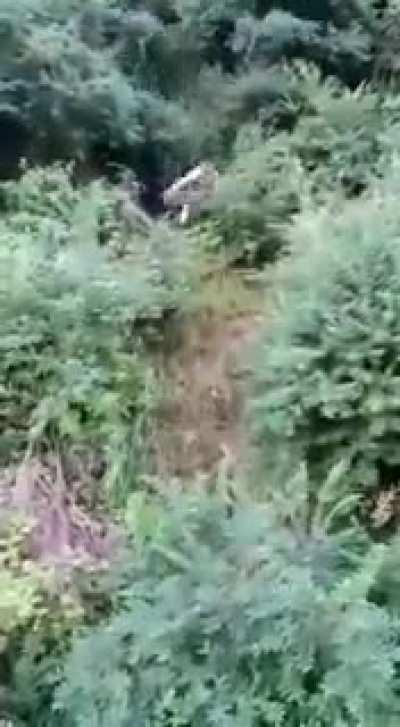 What the hell are they running from