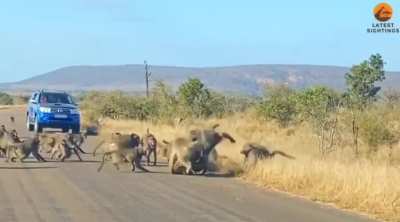 🔥 Leopard tries a troop of Baboons.