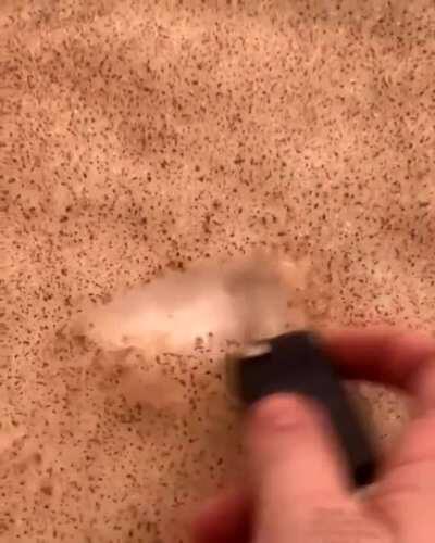 Saharan sand from Africa covering snow in Europe