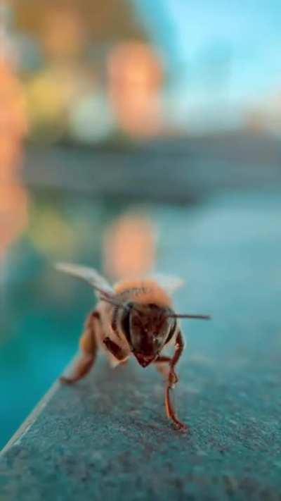 Маленькая пчёлка