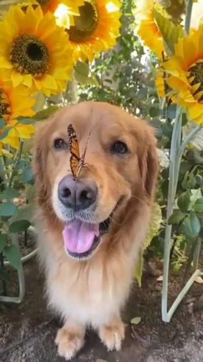 butterfly really did find a beatiful flower ❤