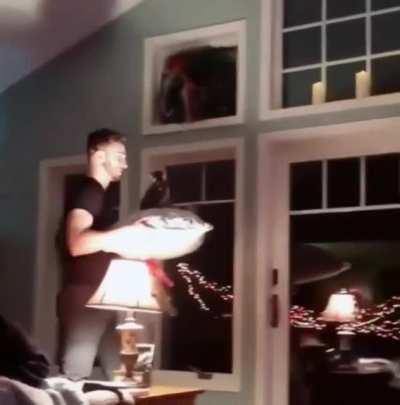 The only way to properly move a cat