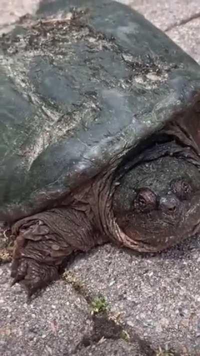 Petting a tortoise 🐢