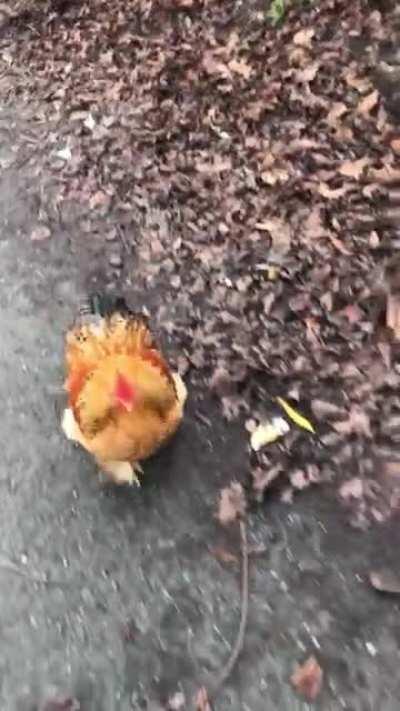 Being chased by a phone-hungry chicken 🐔