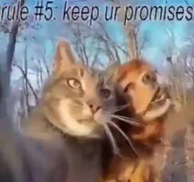 one cat for today, feelin like shit