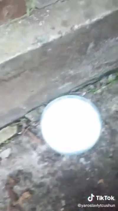 The guardian puppy trio are just doing puppy things. And mama cat and kittens are doing well.