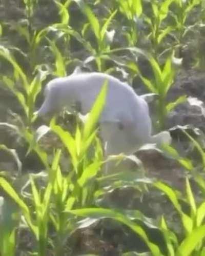 Id imagine this has happened in the wild with other animals, could this be how things like The Michigan Dogman and other similar crypids originate?