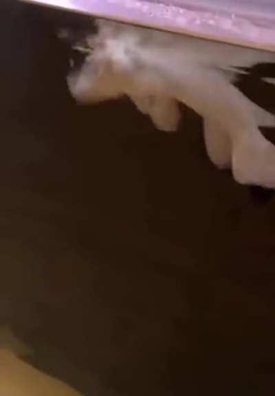 Man has underground eel pit in his home