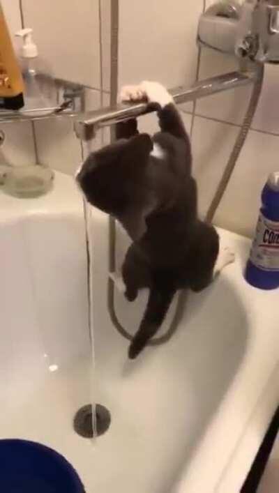 When your home cat thinks it’s a top predator with ninja skills