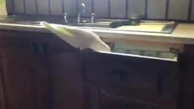 I am done with your shit, Susan