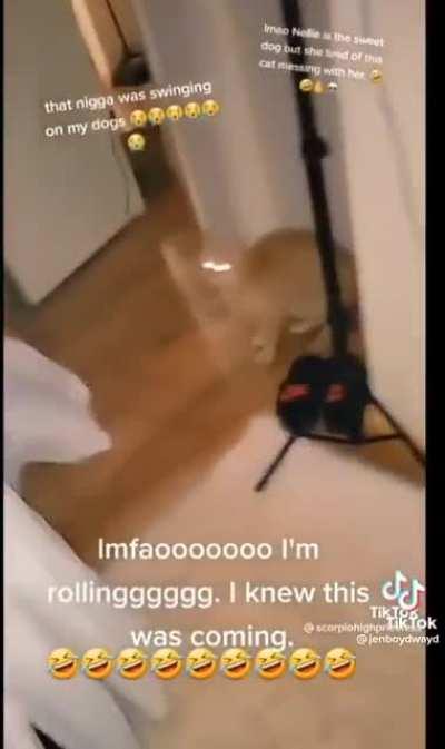 This cat is a scrapper.