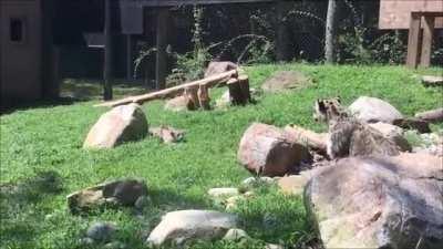 Startled By Its Own Offspring