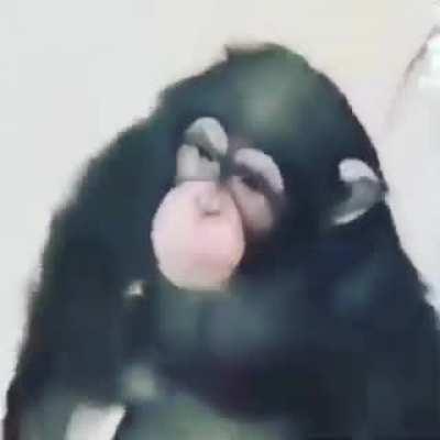 Monke in the bathroom