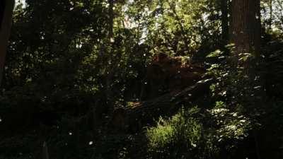 Poplar tree pollen in the air has my backyard looking mystical.