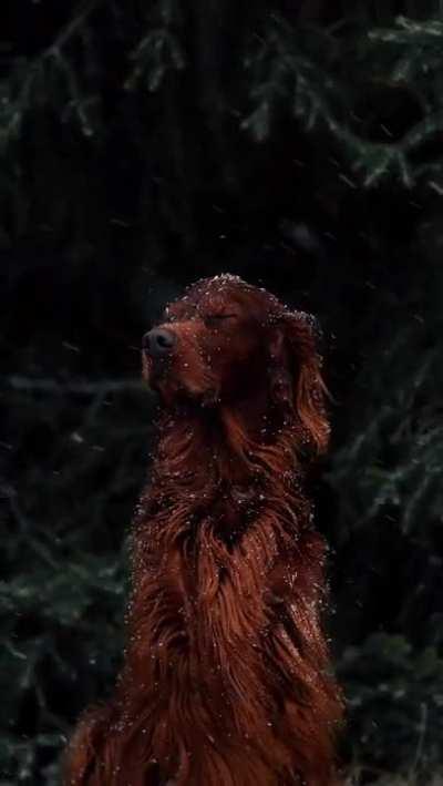 🔥 This mesmerizing Irish Setter